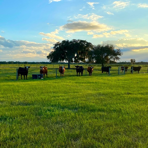 Meet your Posher, Taylor - Picture 4 of 6